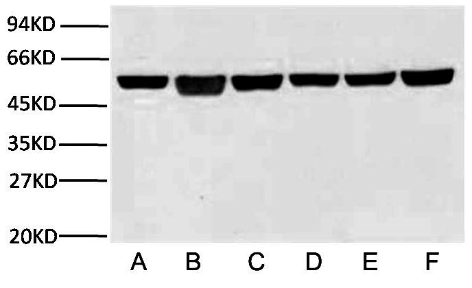 fig.3. β-tubulin表达的wb实验，样本分别为rat brain (lane 1）， a549 cell(lane 2）， mouse brain (lane 3）各10 ug，一抗为β-tubulin小鼠单克隆抗体(2b5)（a01030，1：10000），二抗为山羊抗小鼠igg（a21010， 1: 10000）。